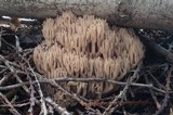 Ramaria marrii image