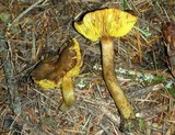 Phylloporus arenicola image