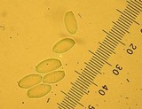 Phylloporus arenicola image
