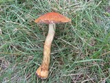 Cortinarius corrugatus image