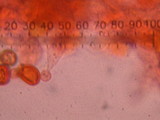 Conocybe apala image