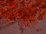 Conocybe apala image