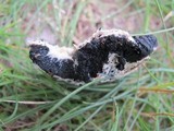 Fuligo cinerea image