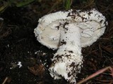 Amanita magniverrucata image