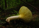 Chrysomphalina strombodes image
