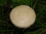 Agrocybe molesta image