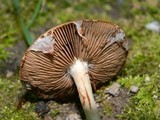 Agrocybe molesta image