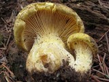 Cantharocybe gruberi image