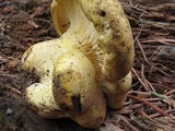 Cantharocybe gruberi image