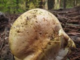 Cantharocybe gruberi image