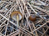 Leptonia undulatella image