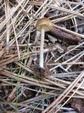 Leptonia undulatella image
