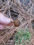 Leptonia undulatella image