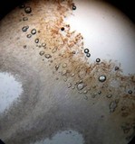 Leptonia undulatella image