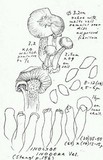 Inocybe inodora image