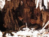 Chromosera cyanophylla image
