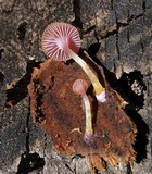 Chromosera cyanophylla image