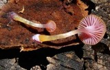 Chromosera cyanophylla image