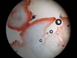 Chromosera cyanophylla image