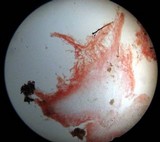 Chromosera cyanophylla image