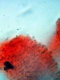 Chromosera cyanophylla image