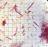 Chromosera cyanophylla image
