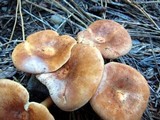 Clitocybe squamulosa image