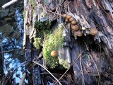 Kuehneromyces lignicola image