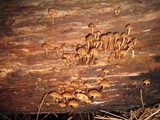 Kuehneromyces lignicola image