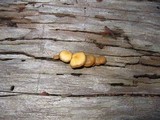 Kuehneromyces lignicola image