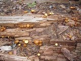 Kuehneromyces lignicola image