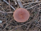 Clitocybe squamulosa image