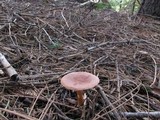 Clitocybe squamulosa image