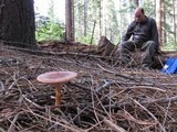 Clitocybe squamulosa image