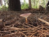 Clitocybe squamulosa image