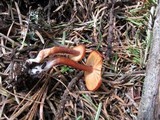 Rhodocybe nitellina image