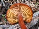 Rhodocybe nitellina image