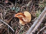 Rhodocybe nitellina image