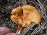 Rhodocybe nitellina image