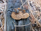 Gloeophyllum sepiarium image
