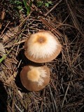 Psathyrella ellenae var. yubaensis image