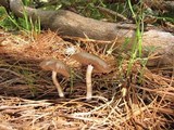 Psathyrella ellenae var. yubaensis image