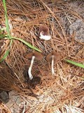 Psathyrella ellenae var. yubaensis image