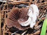 Psathyrella ellenae var. yubaensis image