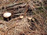 Psathyrella ellenae var. yubaensis image