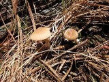 Psathyrella ellenae var. yubaensis image