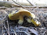 Floccularia albolanaripes image