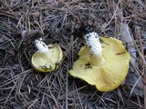 Floccularia albolanaripes image