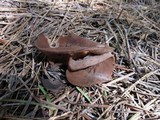 Discina ancilis image