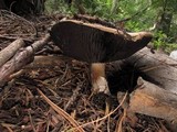 Agaricus albolutescens image